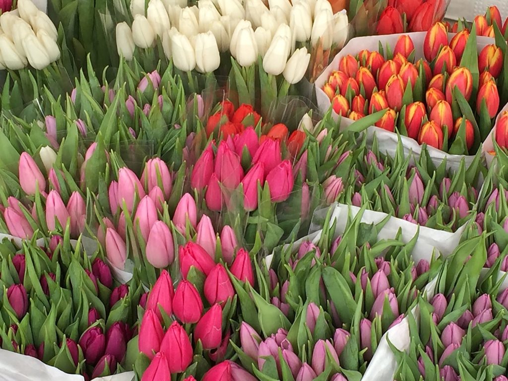 Weekend a Rotterdam: tulipani