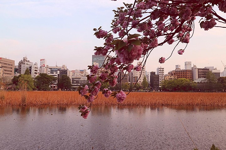 Viaggio a Tokyo