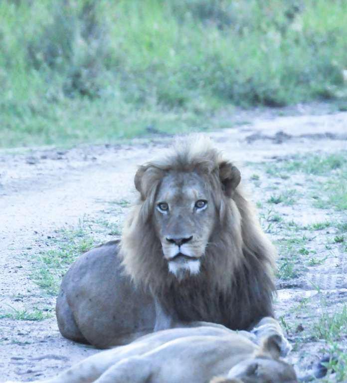 15 giorni in Sudafrica: Kruger Park