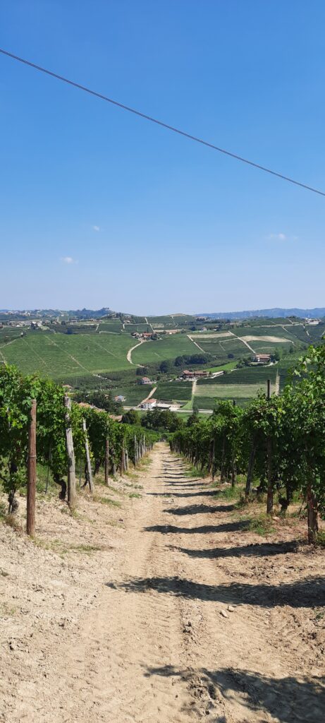 Degustazione di vino nelle Langhe: il vigneto Alban