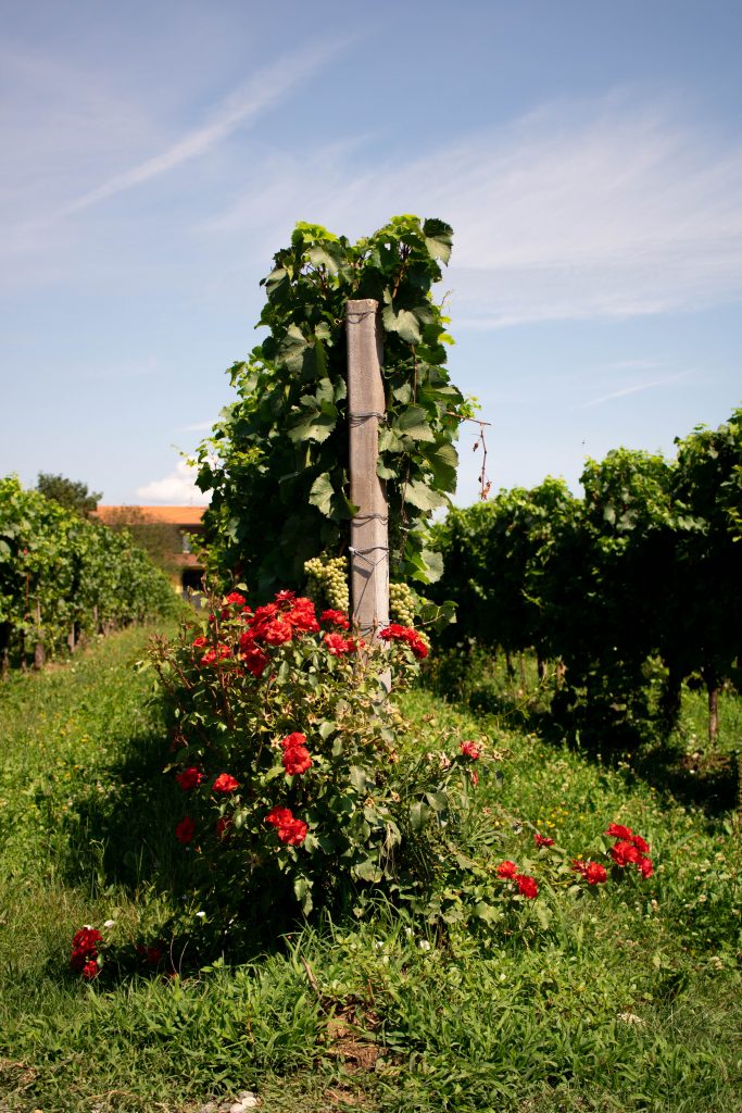 Pranzo in una cantina della Franciacorta: Tenuta Ambrosini