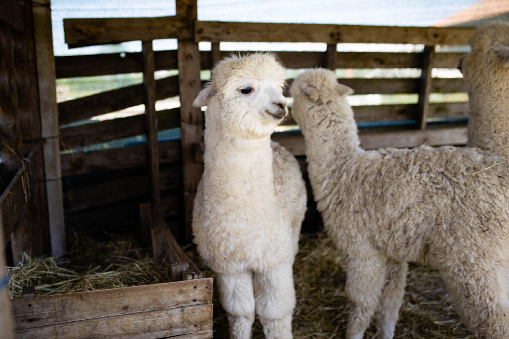 Weekend bucolico in provincia di Treviso: gli alpaca